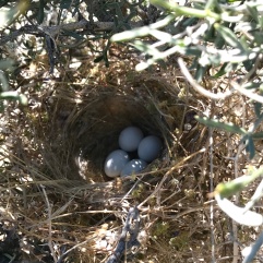 Black-thorated Sparrow nest with eggs